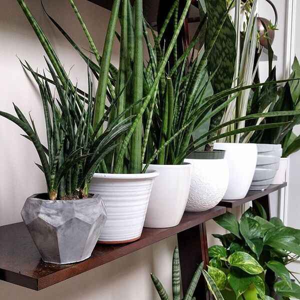 Plantas de interior en un espacio luminoso y ordenado